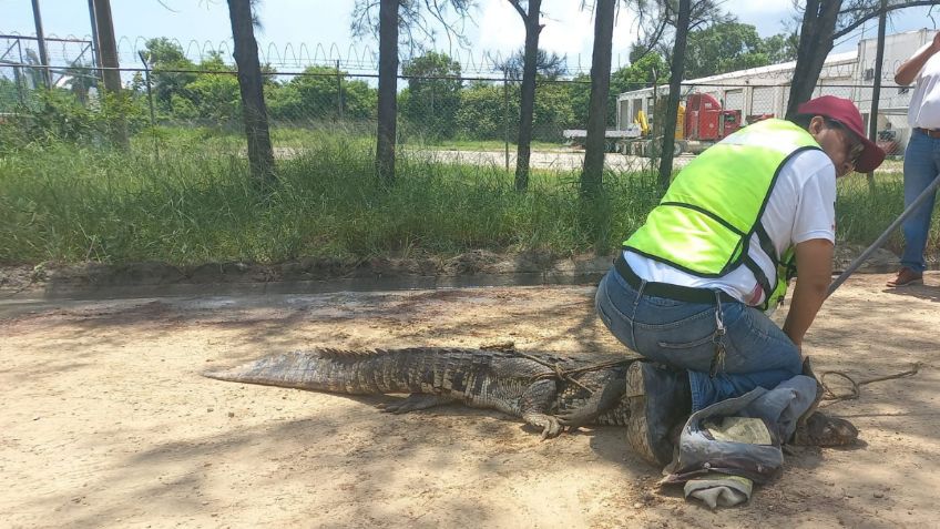 Cocodrilo de dos metros sorprende a obreros de la zona industrial de Altamira, Tamaulipas