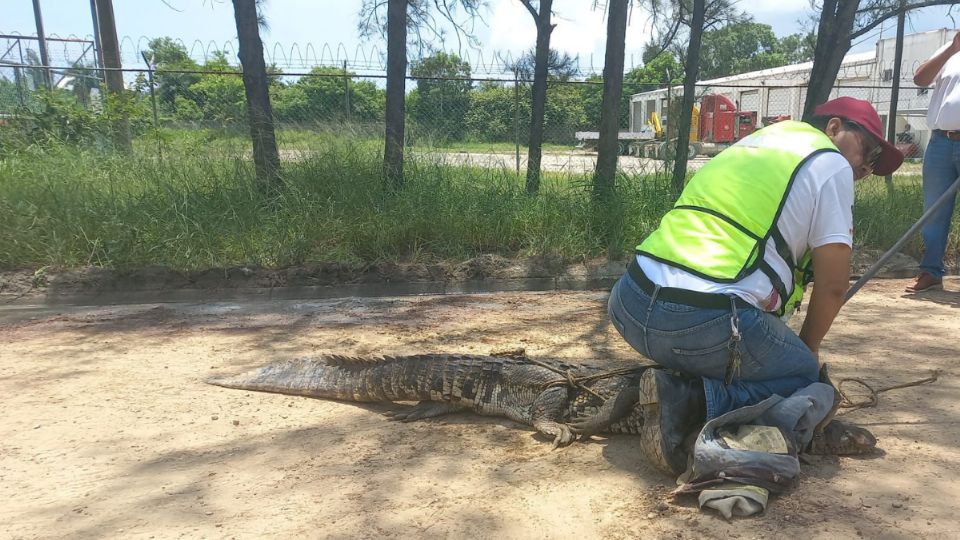 Cocodrilo encontrado en Tamaulipas