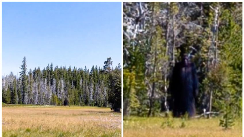 Captan en VIDEO a una extraña y enorme criatura en el bosque