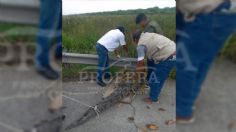 ¡Michi héroe! Gatito descubre a cocodrilo que se había quedado atorado en su casa