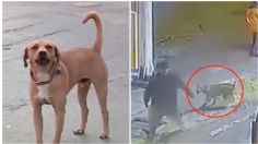 La historia de "El Gringo": perrito salva a trabajadora de una gasolinera de un asalto y lo adoptan