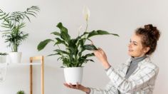 Las 3 plantas aromáticas más bonitas que puedes poner en tu hogar durante el verano y te durarán hasta el invierno