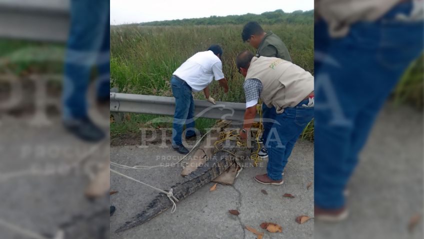 ¡Michi héroe! Gatito descubre a cocodrilo que se había quedado atorado en su casa