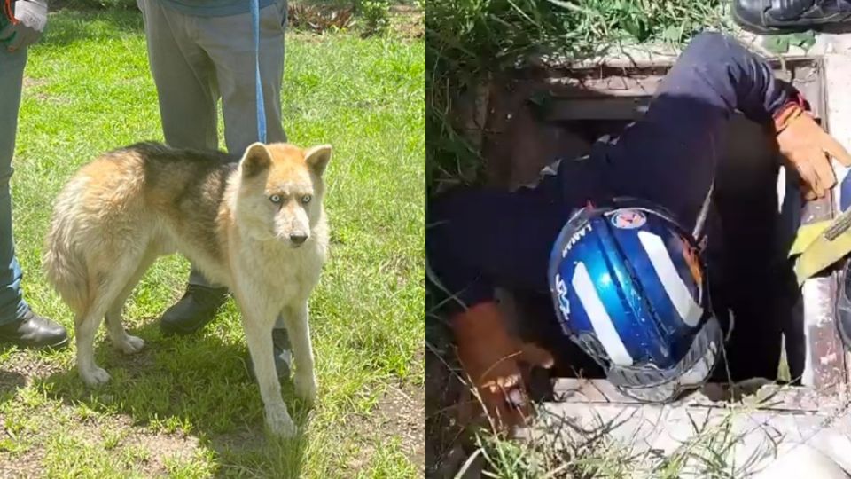 Perrito se había caído en un registro y fue rescatado