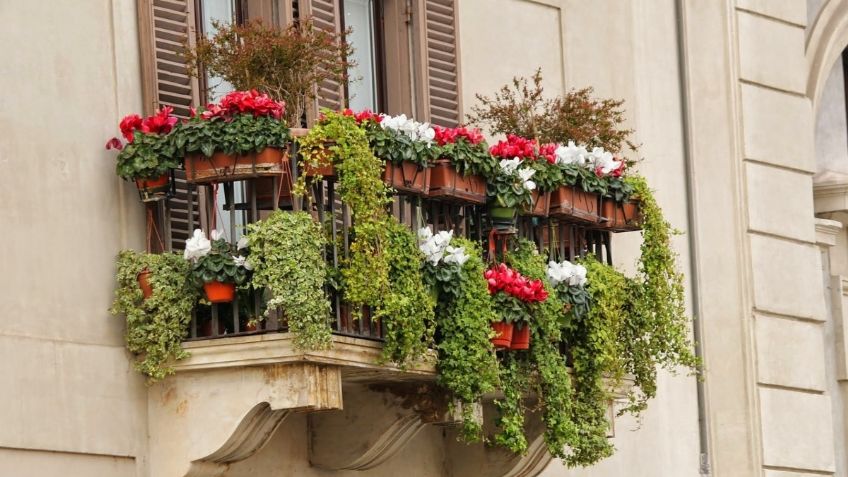 3 plantas trepadoras para que tu balcón o terraza luzcan mejor