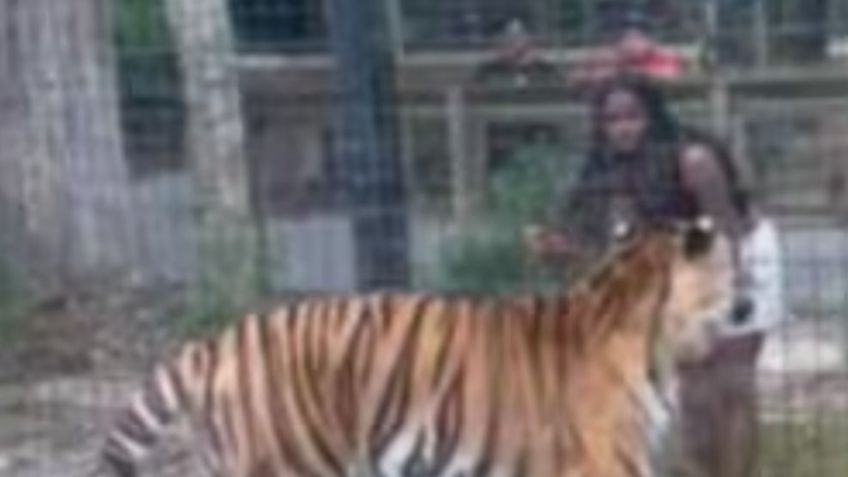 VIDEO: Una mujer salta valla para molestar a un tigre de 227 kilos en zoológico y después escapa