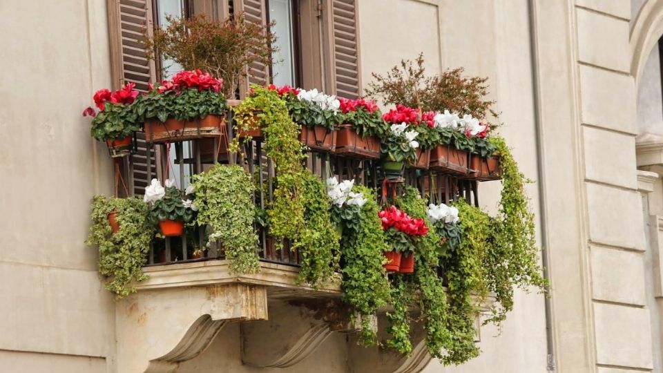 Las plantas trepadoras son ideales para cuidar en balcones y terrazas, pues aprovechan el sol y el gua de una mejor manera