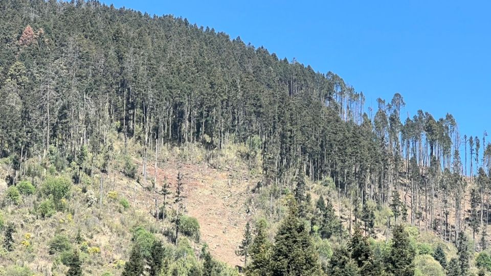 Aumentan plagas tras incendios y sequía en bosques del Edomex