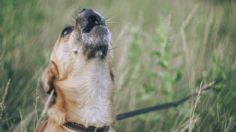 No lo regañes, estas son las razones por la que tu perro ladra