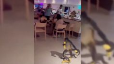 VIDEO: ¡Un asalto muy mono! Dos changuitos roban fruta de un resort