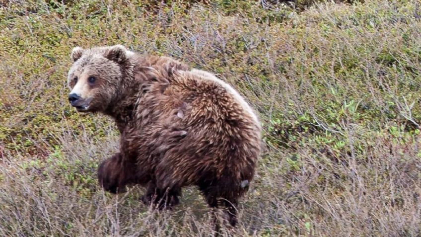 Un cazador es atacado por un oso y logra matarlo a tiros, pero se dispara accidentalmente en la pierna