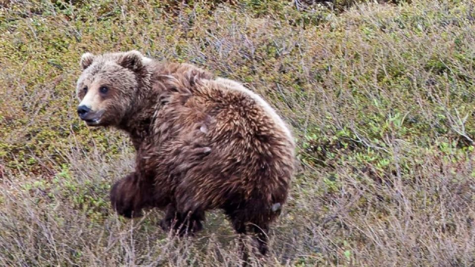 El ataque del oso ocurrió en Alaska, donde el cazador y su padre se encontraban.