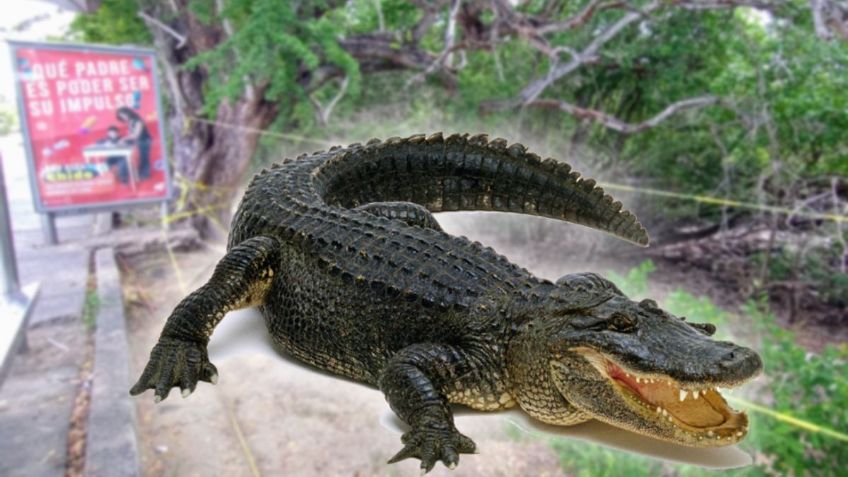 Con una cinta de plástico protegen el hábitat de los cocodrilos de la Laguna del Carpintero, en Tampico