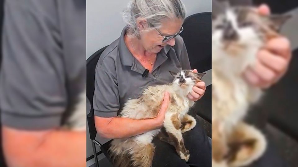 El gatito perdió cerca de la mitad de su peso durante su larguísima aventura.