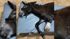 Sujeto quema pata a burrita que se metió en su terreno