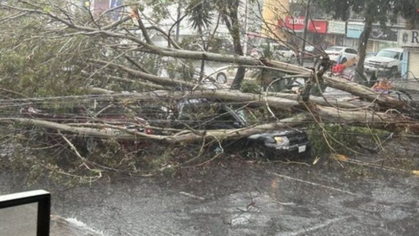 Árbol de 20 metros de altura cae sobre 5 automóviles en Eje 3 Oriente