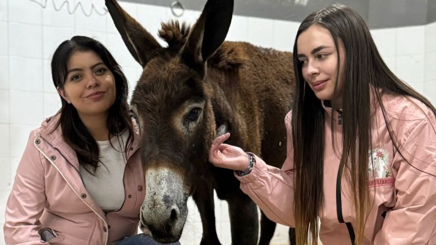 ¡Justicia para Oli!: ¿cuál es el estado de salud de la burrita que fue rociada y quemada con gasolina en Querétaro?