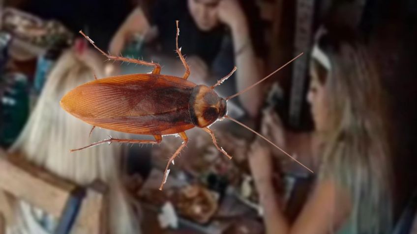 ¿Qué pena alcanzaría la mujer que puso una cucaracha en su comida para engañar a una mesera y comer gratis en Guadalajara?