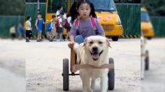 VIDEO: perro labrador recoge a niña de la escuela y la lleva en una carreta