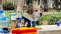 Celebra cumpleaños de su mascota con temática de Paw Patrol e invita a todos los perritos del parque: VIDEO