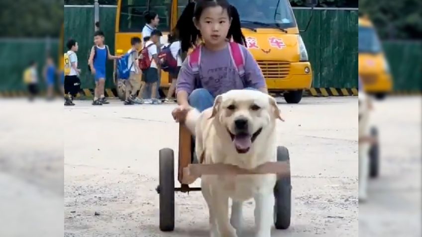 VIDEO: perro labrador recoge a niña de la escuela y la lleva en una carreta