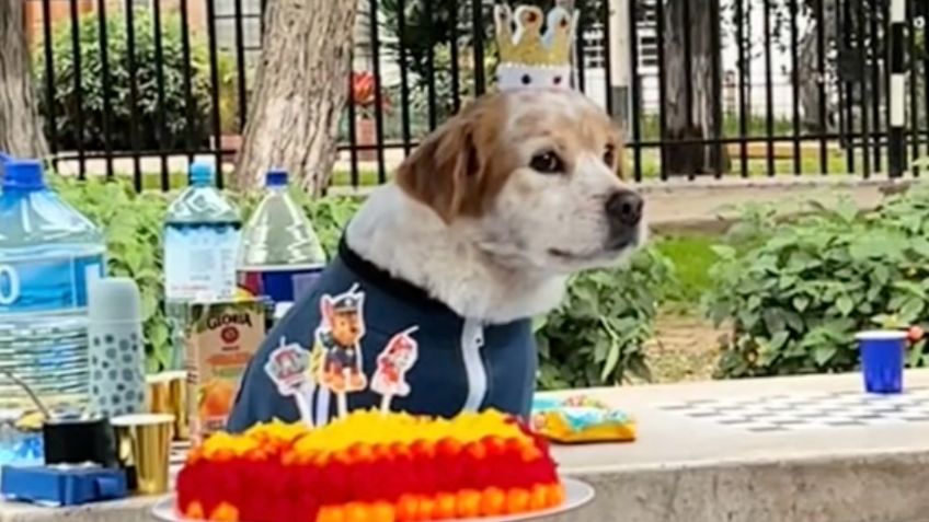 Celebra cumpleaños de su mascota con temática de Paw Patrol e invita a todos los perritos del parque: VIDEO