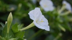 La misteriosa flor que brilla en la noche y puedes tener en tu casa