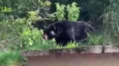 VIDEO: enorme oso sorprende a estudiantes de la Facultad de Comunicación de la UANL