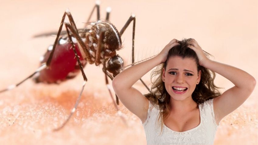 Esta es la planta poderosa que quita los mosquitos de tu hogar y que pocos usan