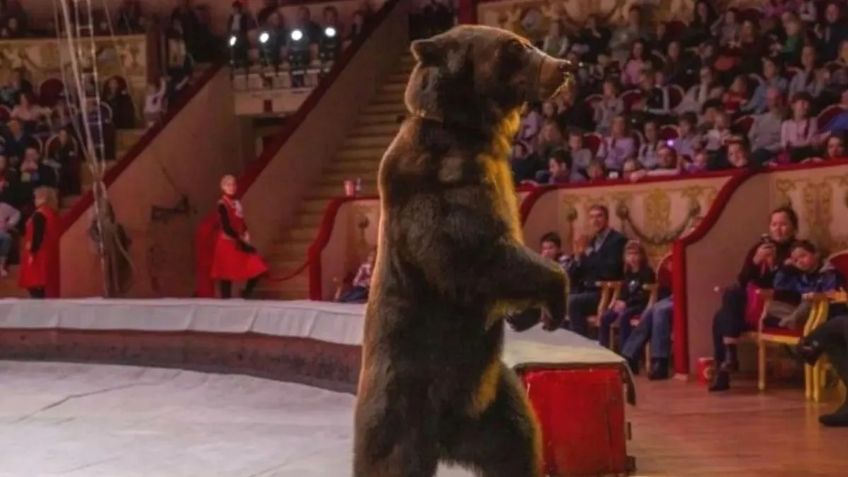 IMÁGENES FUERTES: oso de circo ataca a su entrenador en pleno espectáculo