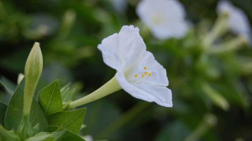 La misteriosa flor que brilla en la noche y puedes tener en tu casa