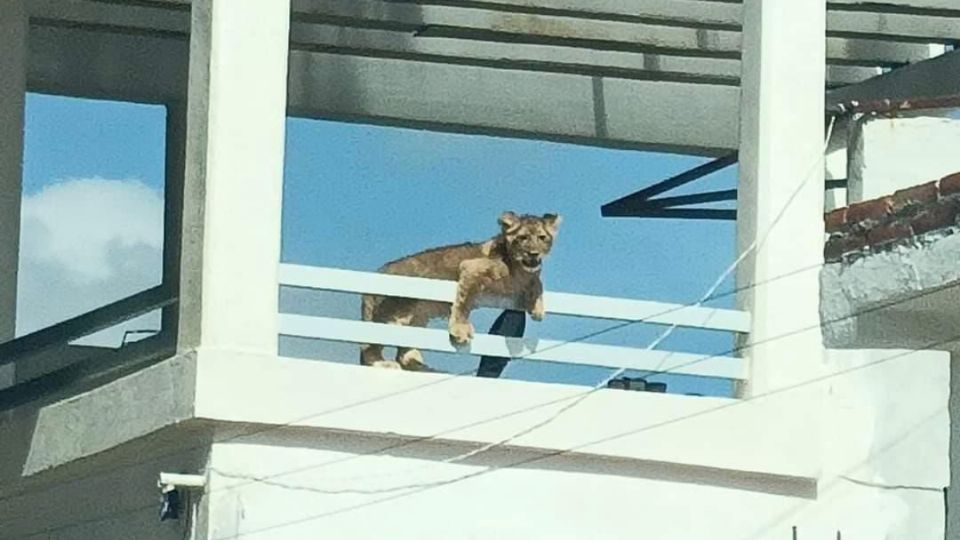 Autoridades ambientales destacaron que la leona se encuentra en buen estado de salud.