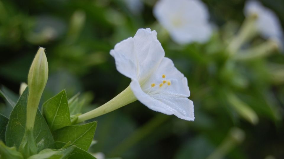 Esta flor añade un toque de magia a los espacios exteriores