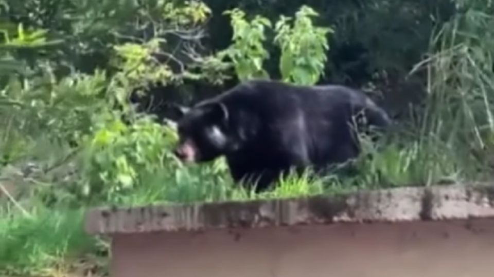 Las y los alumnos comenzaron a grabar al oso negro.