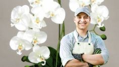 El preparado casero que usan los jardineros profesionales para que las orquídeas estallen de flores