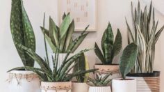 5 plantas de interior que son perfectas para el otoño y harán ver tu casa muy elegante