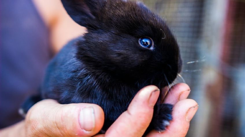 ¿Las patas de conejo son de buena suerte?