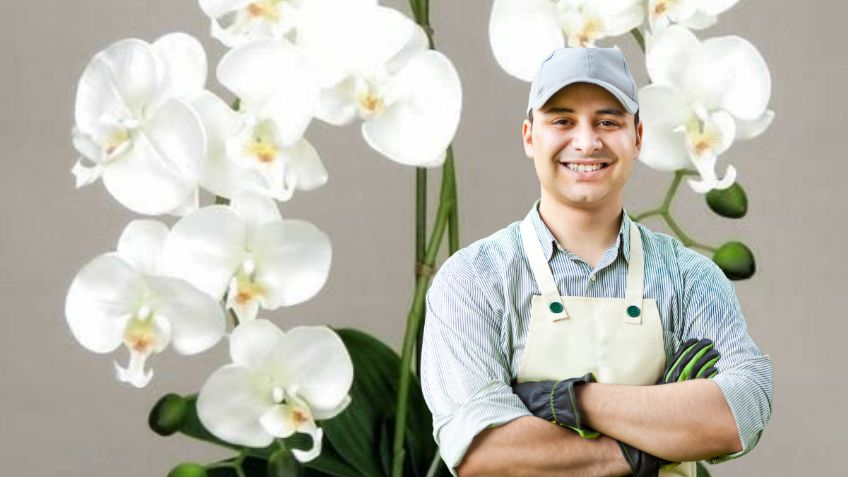 El preparado casero que usan los jardineros profesionales para que las orquídeas estallen de flores