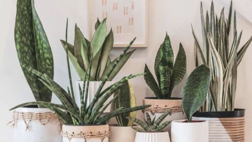 5 plantas de interior que son perfectas para el otoño y harán ver tu casa muy elegante