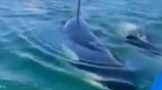 ¡Escalofriante! ocho orcas asesinas rodean a una mujer y este fue el desenlace: VIDEO