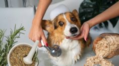 ¿Cómo hacer shampoo para perros? Usa romero y avena para cuidar su pelaje, aprobado por un veterinario