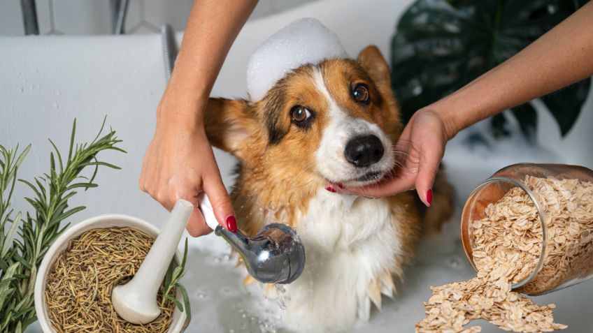 ¿Cómo hacer shampoo para perros? Usa romero y avena para cuidar su pelaje, aprobado por un veterinario