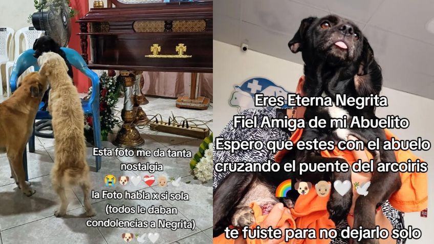 Perrita veló a su dueño día y noche, falleció tres días después que él: "fiel amiga de mi abuelito" | VIDEO