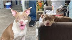 Justicia para Azula: perrita pitbull de 6 meses muere al ser atacada con un machete en Tabasco