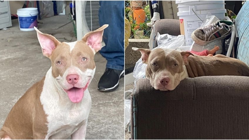 Justicia para Azula: perrita pitbull de 6 meses muere al ser atacada con un machete en Tabasco