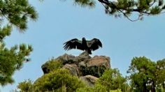 Sedema participa en reintroducción de cóndores de California nacidos en Chapultepec