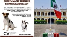 Municipios de Veracruz avalan matanza de perros y gatos: animalistas