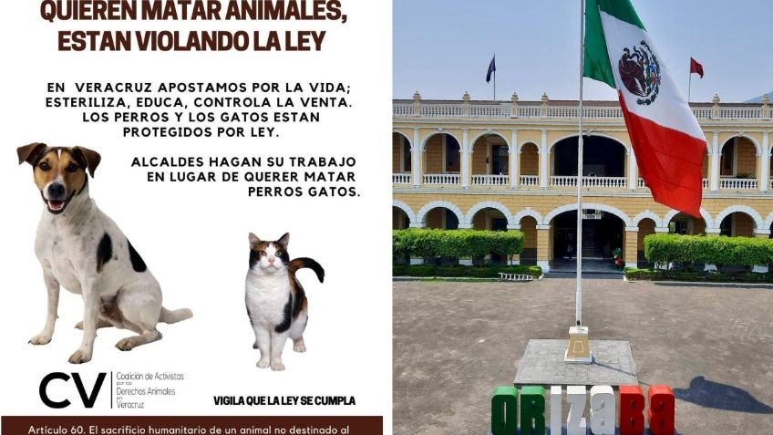 Municipios de Veracruz avalan matanza de perros y gatos: animalistas