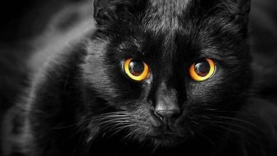 Cómo es el carácter de los gatos negros, según un estudio. Fuente: Pinterest