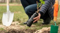 Calendario de siembra: ¿qué árboles frutales plantar durante el agosto?